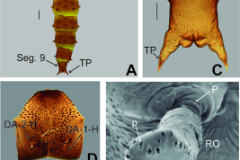 photomicrographs pupae, fig.  F (SEM)