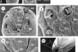  microfotografías MEB larva detalles