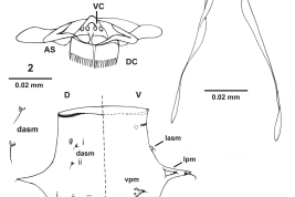 drawings larvae and pupae details