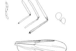 drawings female: flagellum, palpus, fore, mide and hind legs, wing and spermathecae