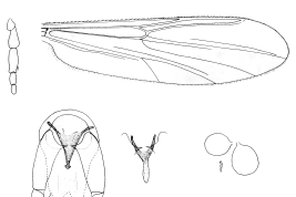 dibujos hembra: antena,  espermatecas; macho: genitalia, parameros