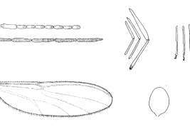 dibujos hembra: antena, fumur y tibia, tarsos, ala,  espermatecas
