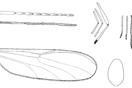 dibujos hembra: antena, fumur y tibia, tarsos, ala,  espermateca