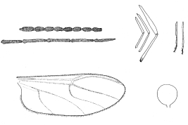 drawings female: flagellum, femora and tibia, tarsi, wing, spermatheca 