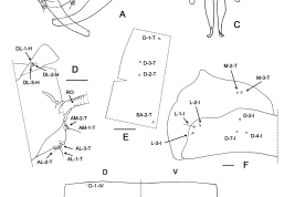 drawings male genitalia, parameres and aedeagus; pupa details seta