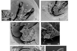 detalles de larvas y pupas (MEB)