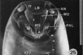 microfotografía MEB HC larva vista ventrol medial