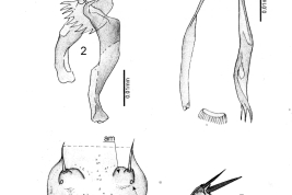 dibujos, detalles larva y pupa
