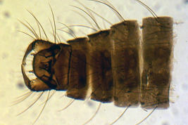 Holotipo, microfotografía macho adulto (BMNH)
