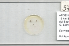 Holotipo macho, preparado microscópico (MLPA)