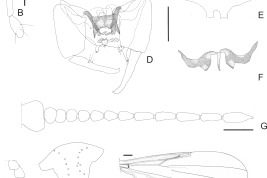 details of the drawings of adult male and female