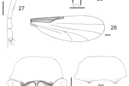 details of the drawings of adult male 