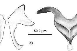 drawings parameres and aedeagus