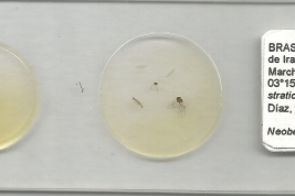 preparado microscópico de Materila de Colección macho con exuvia de pupa
