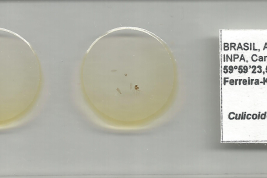 preparado microscópico Material de Colección macho y exuvia de pupa