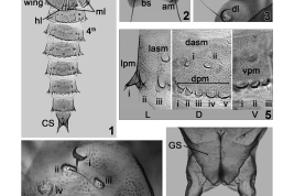 photomicrograph pupae details