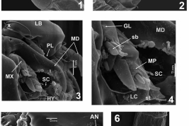 microfotografías MEB larva detalles