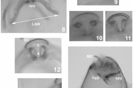 microfografías  larva detalles