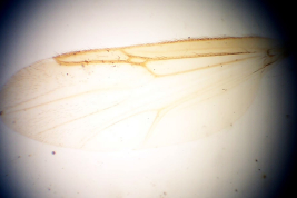 Paratipo hembra, ala (BMNH)