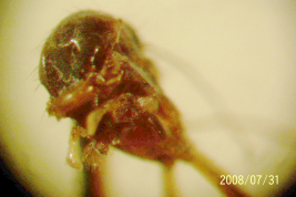 Alotipo hembra, tórax (BMNH)