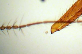 Alotipo hembra, antena (BMNH)
