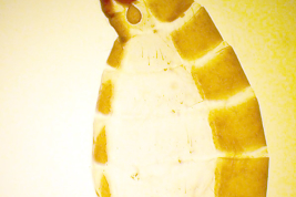 Alotipo hembra, abdomen (BMNH)