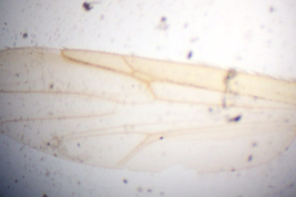 Paratype male, wing (BMNH)