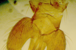 Paratipo macho (BMNH)