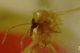 Allotype female (BMNH)