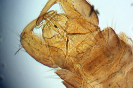 Holotipo macho (BMNH)