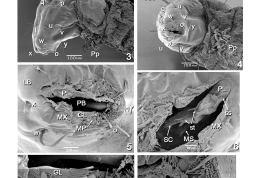microfotografías MEB detalles de  larva 