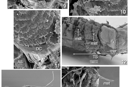 microfotografías MEB detalles de larva 