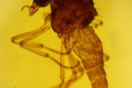microfotografía  Holotipo macho (BMNH)