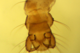 microfotografia  genitalia macho (BMNH)