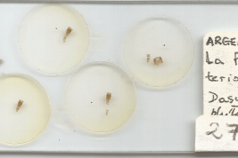 Paratipos pupas, preparados microscópicos (MLPA)