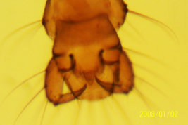 microfotografía  adulto macho tipo (BMNH)