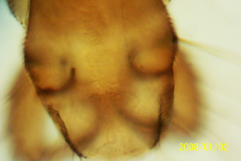 microfotografía adulto macho tipo  (BMNH)