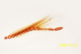 photomicrograph male type (BMNH)