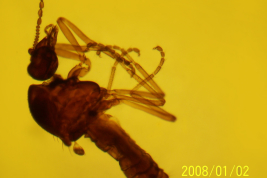 microfotografía   Paratipo hembra (BMNH)