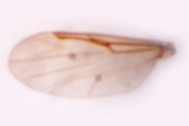 microfotografías   Paratipo hembra (BMNH)