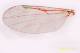 microfotografía Paratipos 2 female (BMNH)