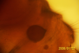 microfotografía  Paratipo hembra (BMNH)