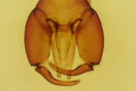 male genitalia, dorsal view (MLPA)