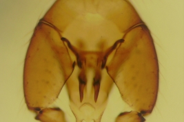 genitalia macho, vista ventral (MLPA)