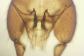 male genitalia, dorsal view