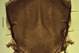 female thorax, dorsal view (Anjos Dos Santos et al., 2017)