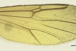female wing (Anjos Dos Santos et al., 2017)