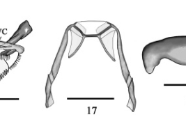 larva, detalle de las piezas bucales (Cazorla et al., 2013)