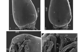 larva, detalles de la cabeza (Cazorla et al., 2013)