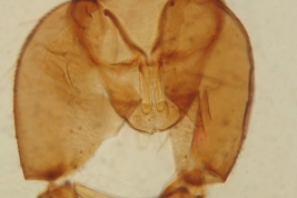 genitalia macho, vista dorsal (CNCI)